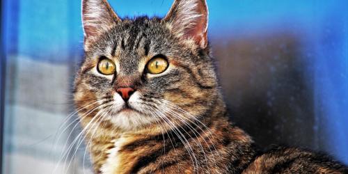 اوتیسم در گربه ها | آیا بچه گربه ها می توانند اوتیسم شوند؟