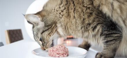 آیا باید به گربه خود غذای خام بدهیم؟