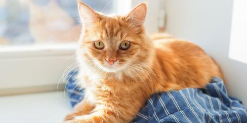 علائم و درمان انسداد مجاری ادراری در گربه ها