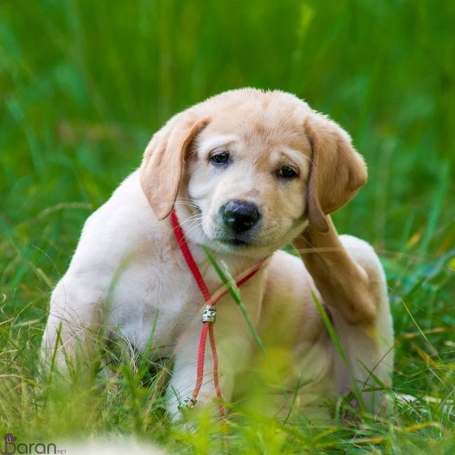 علائم آلرژی سگ در فصل بهار آلرژی سگ در فصل بهار