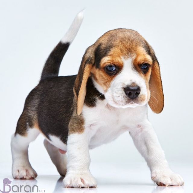 معرفی سگ نژاد بیگل سگ نژاد بیگل