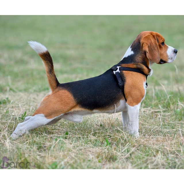 معرفی سگ نژاد بیگل سگ نژاد بیگل