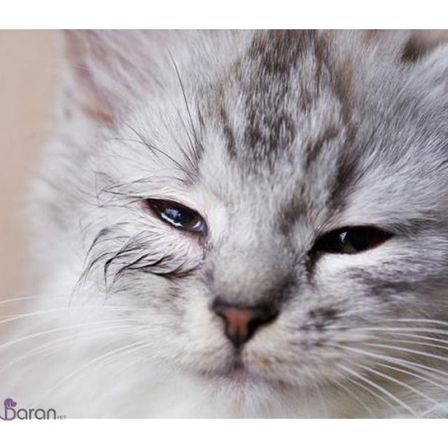 رایج ترین بیماری های چشمی گربه بیماری های چشمی گربه