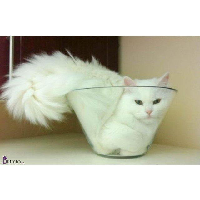 دلیل انعطاف گربه دلیل انعطاف گربه