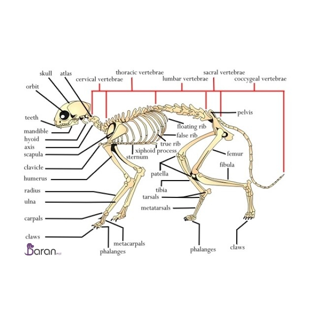 دلیل انعطاف گربه دلیل انعطاف گربه