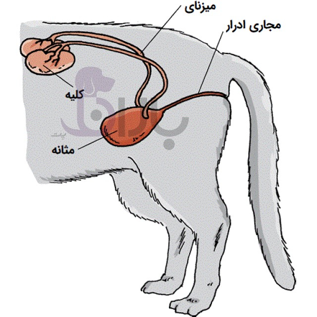 بیماری های دستگاه ادراری در گربه و سگ