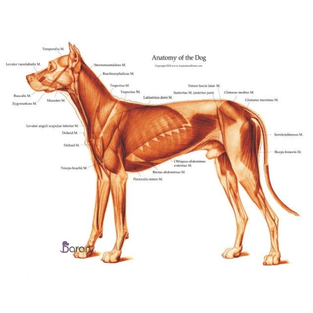 آناتومی سگ آناتومی سگ بخش اسکلت و ماهیچه