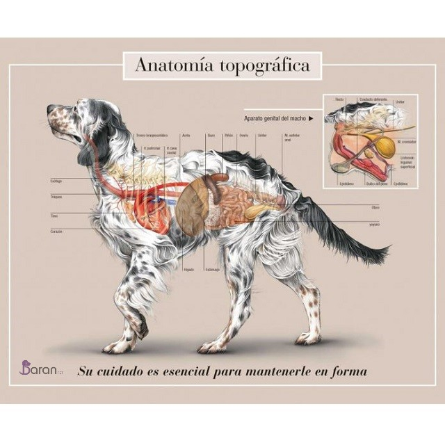 آناتومی سگ آناتومی سگ بخش اسکلت و ماهیچه