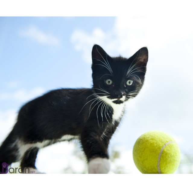 سرگرم کردن گربه سرگرم کردن گربه