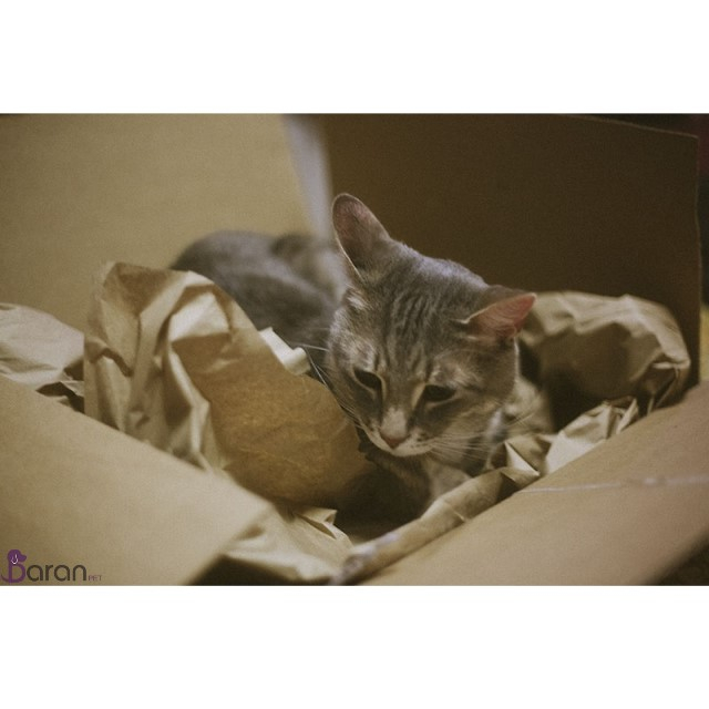 سرگرم کردن گربه سرگرم کردن گربه