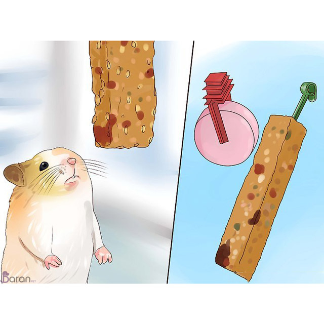 تغذیه مناسب همستر تغذیه مناسب همستر