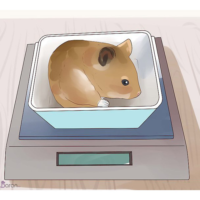 تغذیه مناسب همستر تغذیه مناسب همستر