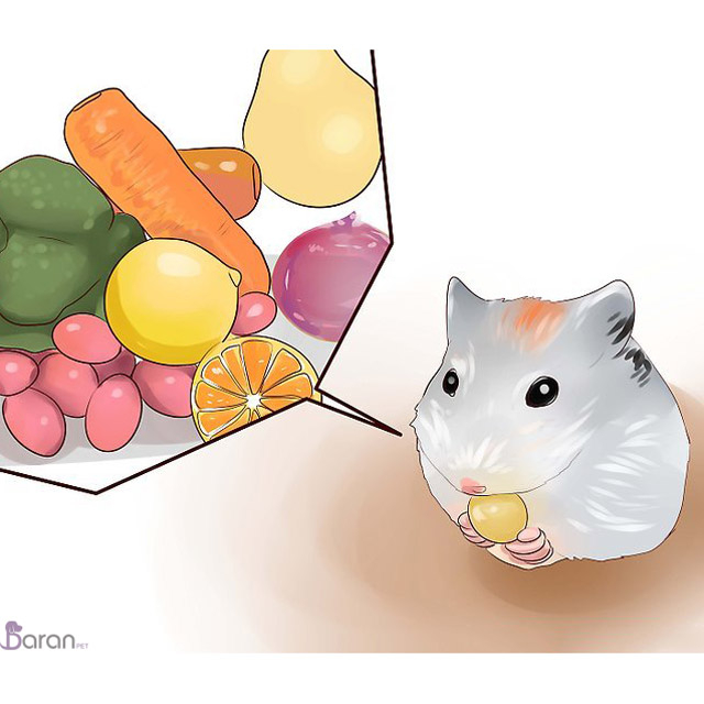 تغذیه مناسب همستر تغذیه مناسب همستر