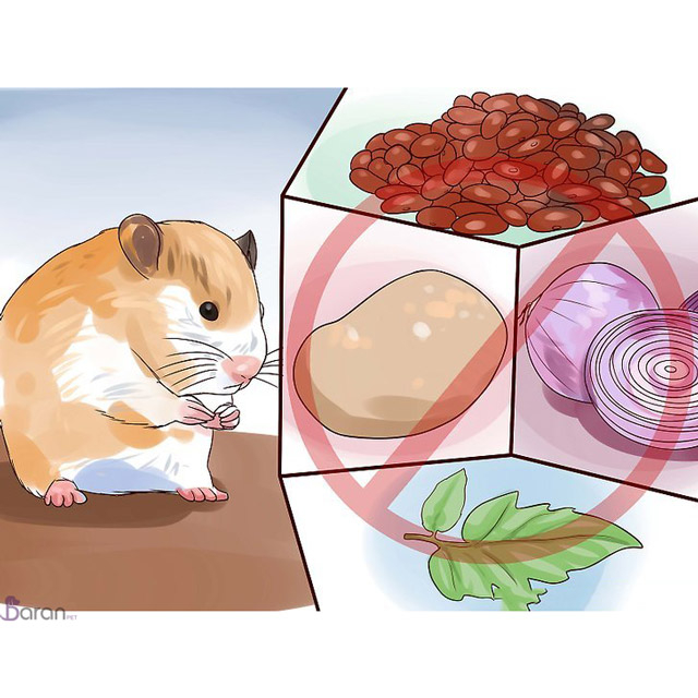 تغذیه مناسب همستر تغذیه مناسب همستر