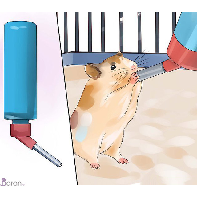 تغذیه مناسب همستر غذای همستر چیست؟