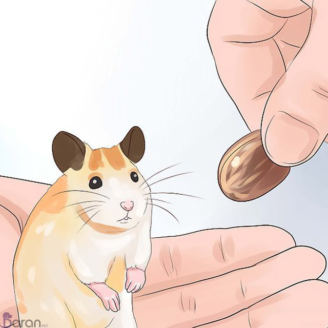 تغذیه مناسب همستر