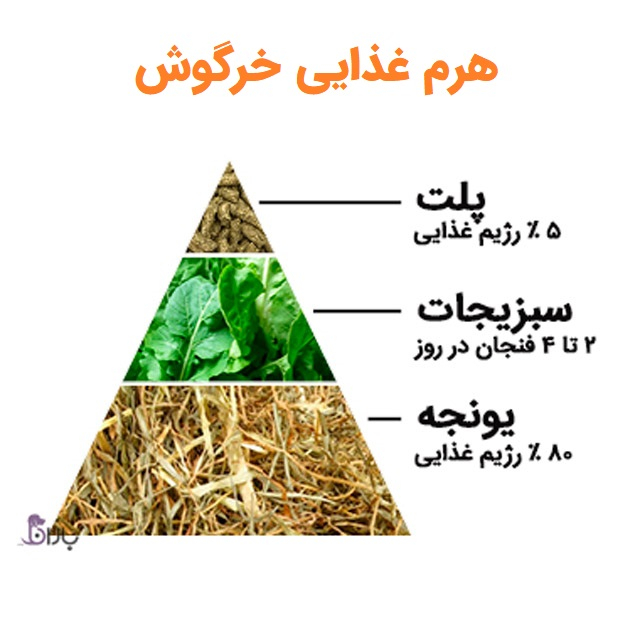 غذاهای مناسب خرگوش غذا مناسب خرگوش