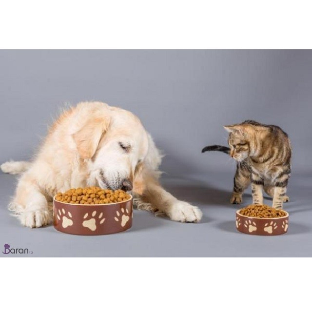 غذای خشک یا غذای خانگی کدام برای حیوانات بهتر است غذای خشک یا غذای خانگی کدام برای حیوانات بهتر است؟
