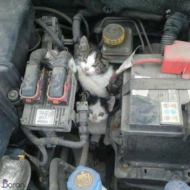 غذا دادن به گربه های خیابانی در فصل زمستان کمک به گربه های خیابانی در زمستان