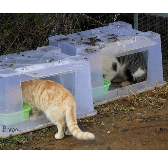 غذا دادن به گربه های خیابانی در فصل زمستان کمک به گربه های خیابانی در زمستان