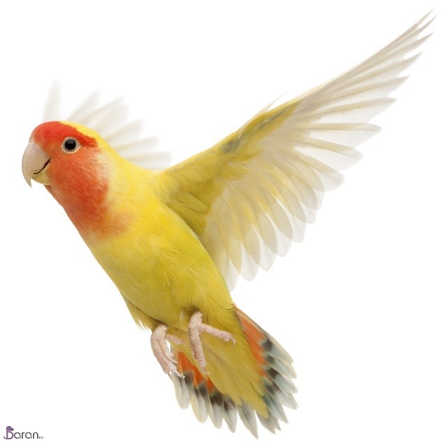 نگهداری از پرندگان نگهداری از پرندگان