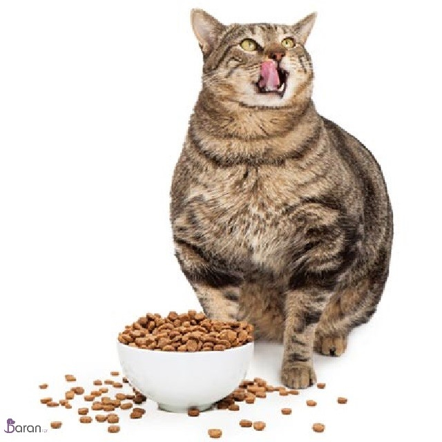 چاقى در گربه ها چاقى در گربه ها