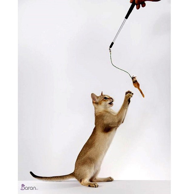 چاقى در گربه ها چاقى در گربه ها