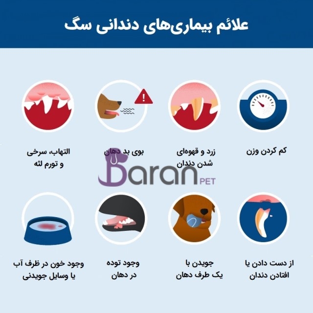بیماریهای دندانی در سگ بیماریهای دندانی در سگ