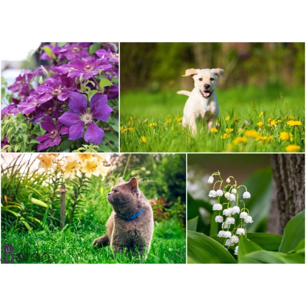 گیاهان سمی برای حیوانات خانگی گیاهان سمی برای حیوانات خانگی