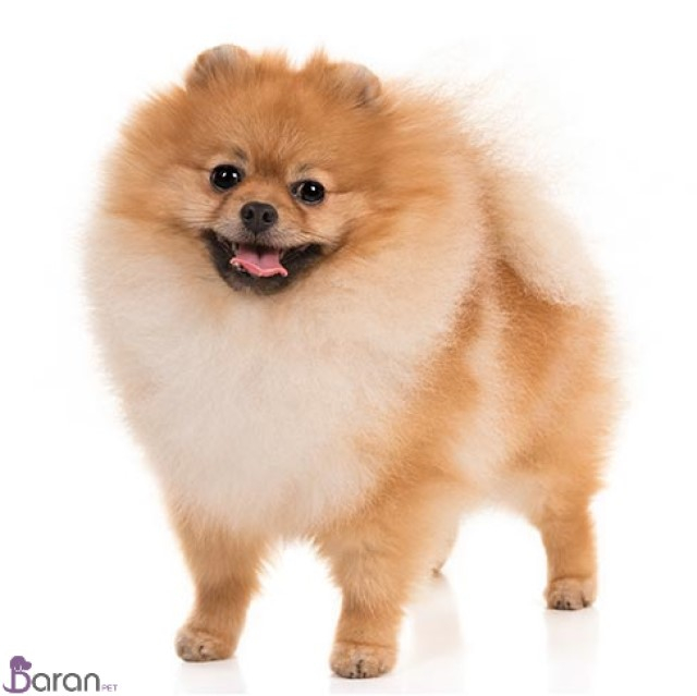 معرفی سگ نژاد پامرانیان معرفی سگ نژاد پامرانیان