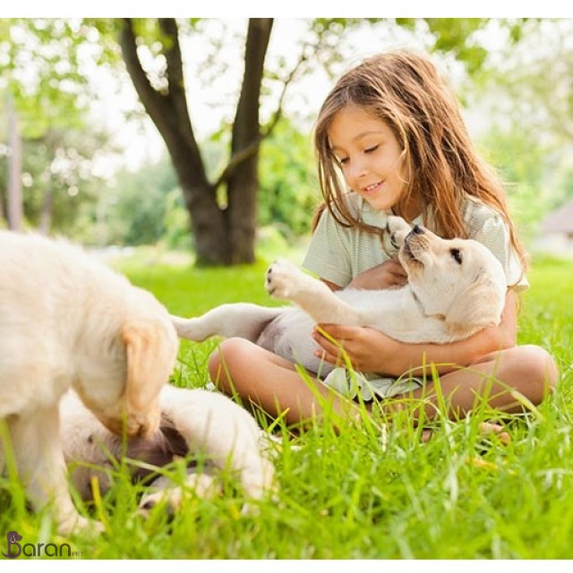 اجتماعی شدن توله سگ اجتماعی شدن توله سگ