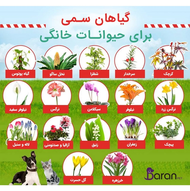 گیاهان سمی برای حیوانات خانگی گیاهان سمی برای حیوانات خانگی