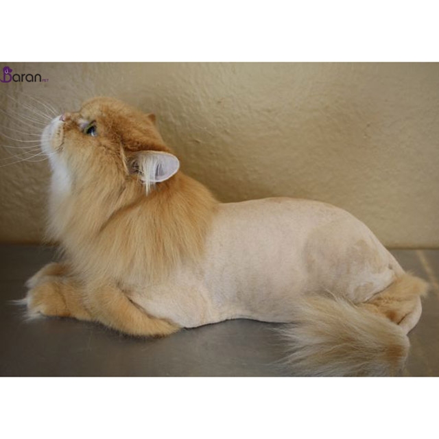 دلایل ریزش موی سگ و گربه و راههای پیشگیری از آن