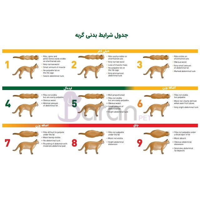 تعیین وضعیت بدنی گربه (Body condition score)