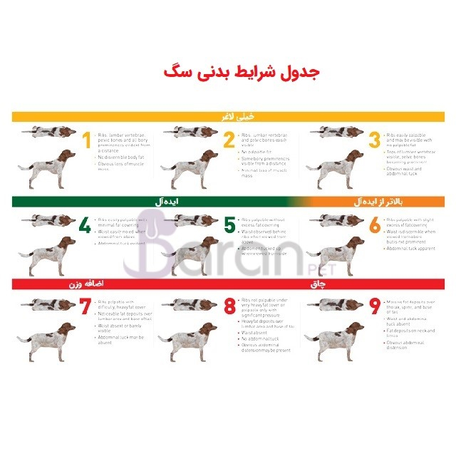 وزن مناسب حیوان خانگی تعیین وضعیت بدنی سگ (Body condition score)