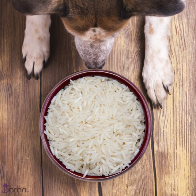 آیا سگ ها میتوانند برنج بخورند ؟ برنج برای سگ ها