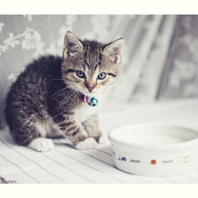 آیا نوشیدن شیر برای گربه مشکل ساز است؟ شیر خوردن گربه