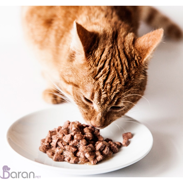 غذای مناسب گربه غذای گربه