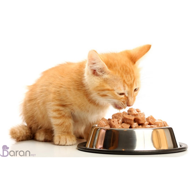 غذای مناسب گربه غذای گربه