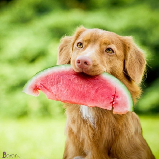 آیا سگ و گربه می توانند هندوانه بخورند؟ سگ و گربه و هندوانه