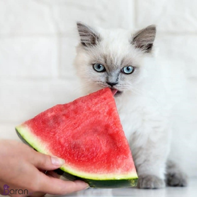 آیا سگ و گربه می توانند هندوانه بخورند؟ سگ و گربه و هندوانه