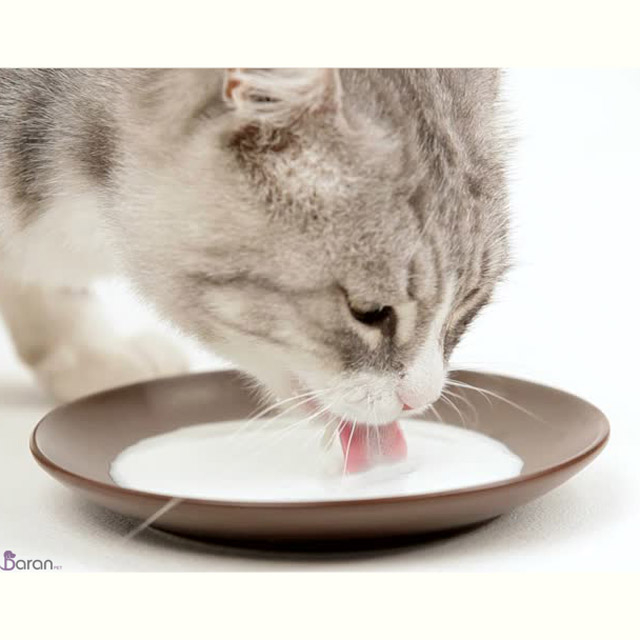 شیر خوردن گربه