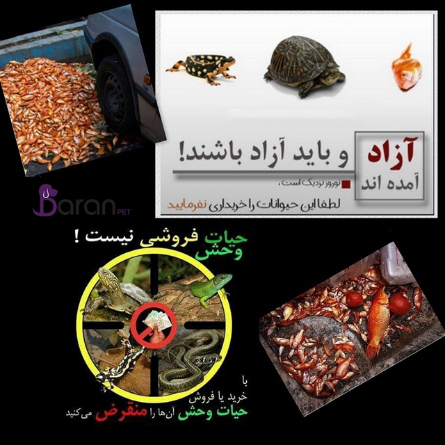 تخریب و نابودی حیات وحش