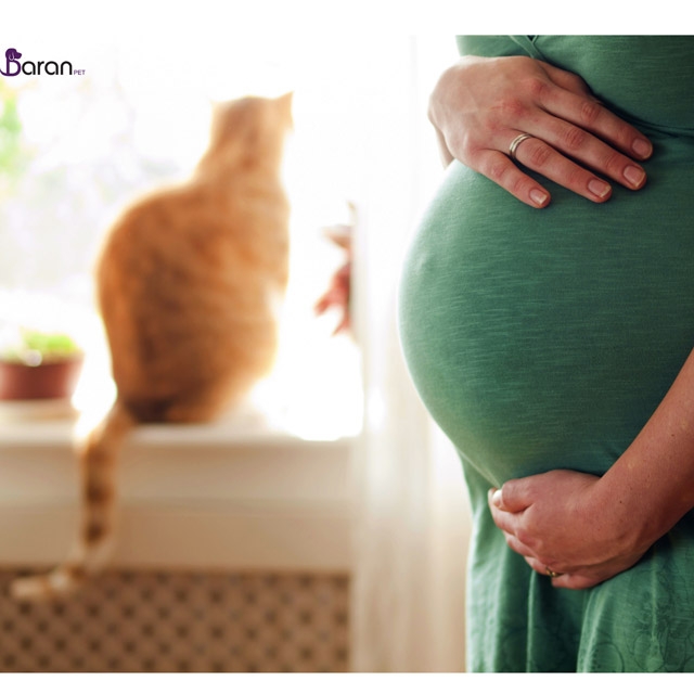 آیا گربه باعث بیماری و نازایی انسان است؟