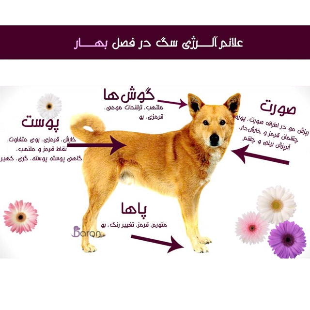 علائم آلرژی سگ در فصل بهار آلرژی سگ در فصل بهار