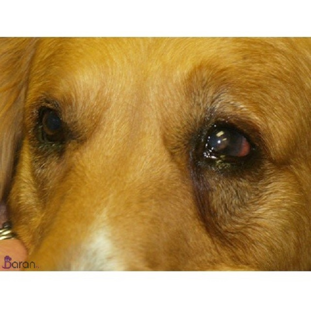 رایج ترین بیماری های چشمی سگ بیماری های چشمی سگ