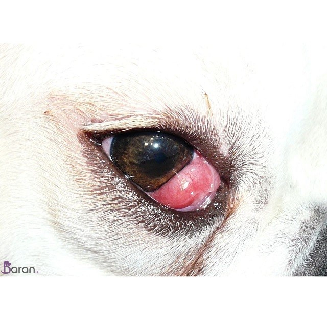 رایج ترین بیماری های چشمی سگ بیماری های چشمی سگ