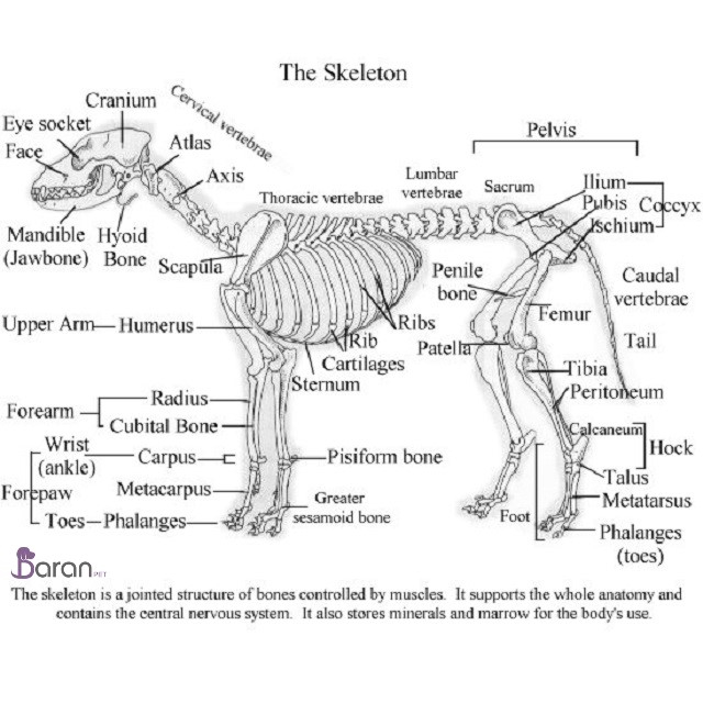 آناتومی سگ آناتومی سگ بخش اسکلت و ماهیچه