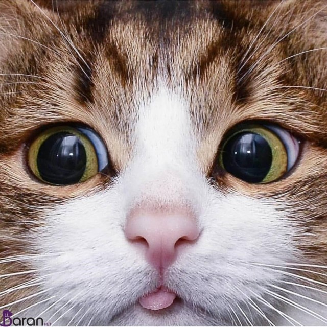 تغذیه صحیح بچه گربه تغذیه بچه گربه