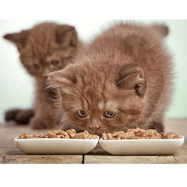 تغذیه صحیح بچه گربه تغذیه بچه گربه